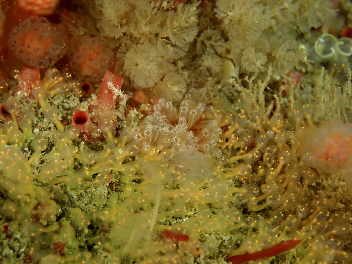 philwilkinson71's tweet photo. Great weekend on the Skerries Sea Squirt Safari. Huge thanks to Seasearch NI, Aquaholics and Sea-changers. With @libbykeatley @BernardPicton @Aquaholicsdive
#seasearchni #seasearch #mcs_uk #diveni #ulsterwildlife #beaseachanger @BeASeaChanger https://t.co/1a8rf049v7
