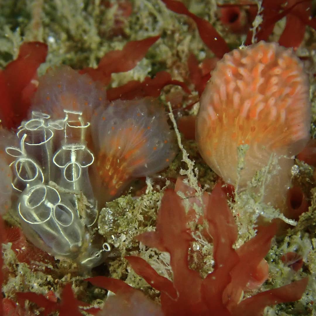 philwilkinson71's tweet photo. Great weekend on the Skerries Sea Squirt Safari. Huge thanks to Seasearch NI, Aquaholics and Sea-changers. With @libbykeatley @BernardPicton @Aquaholicsdive
#seasearchni #seasearch #mcs_uk #diveni #ulsterwildlife #beaseachanger @BeASeaChanger https://t.co/1a8rf049v7