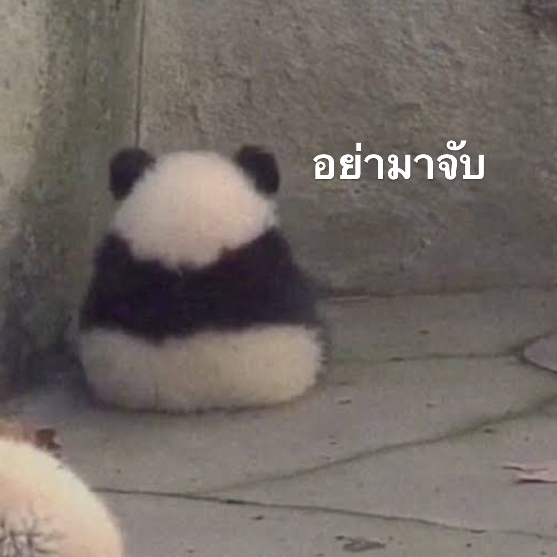 วป tweet media