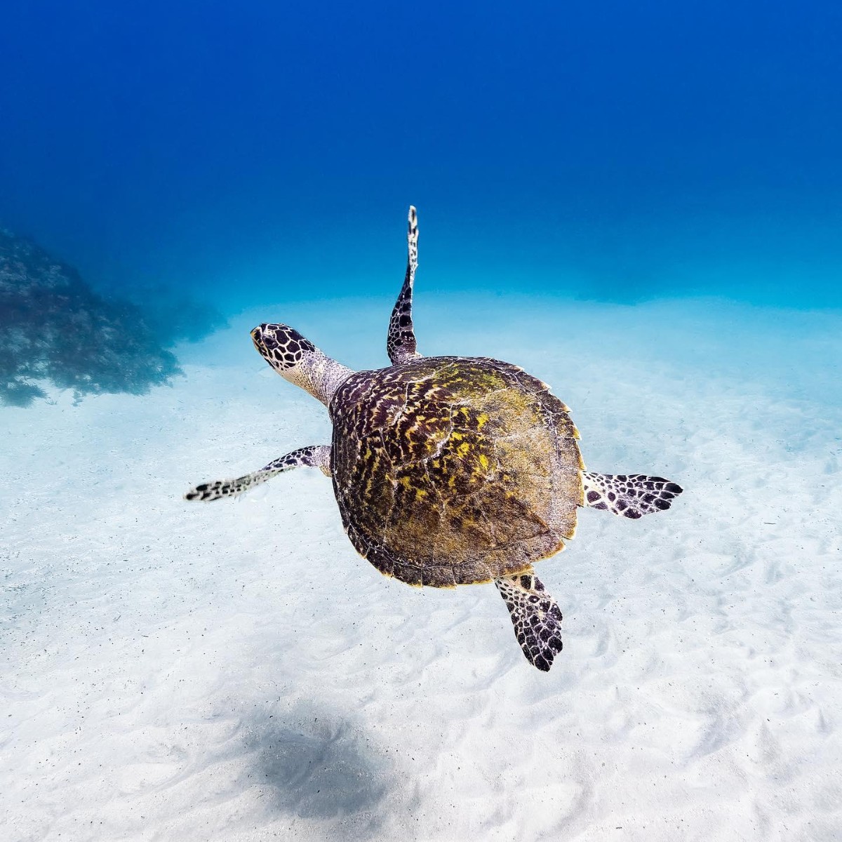 Padi Want To Dive With These Cuties Here Are The Destinations To Add To Your Bucket List T Co 7yhvjpvtwd T Co D4r3abwqg3 Twitter