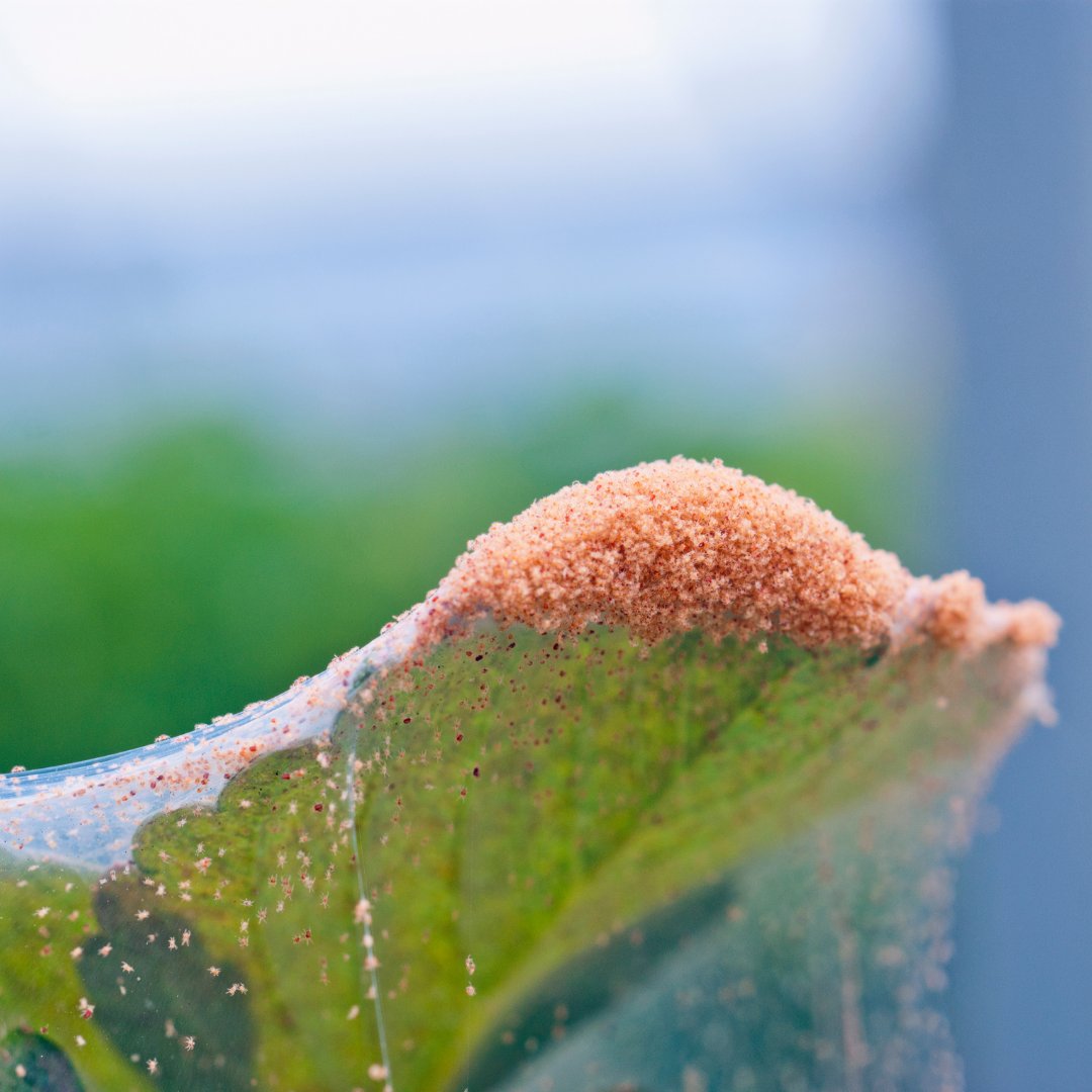RoyalBrinkmanUK's tweet photo. Spider mites are mites that occur in many crops.
It is very important to detect spider mites at an early stage and to combat them as quickly as possible.
Visit our website for more info: https://t.co/NR8rKTTzIg
#redspidermite #phytoseiulus #phytoseiuluspersimilis #brinkmanuk https://t.co/ktRkxNzBZt