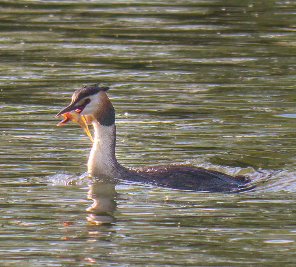 QuyPhotos's tweet photo. Nothing like a Fish Supper at 5 miles!
#crestedgrebe #waterfowl #birds #birdphotography #fishsupper #photooftheday #wildlifephotography #grebe #nature #fish #panasonic #g9 #fivemiles https://t.co/3sDzyv3K5Z https://t.co/OdcIt0fcTg