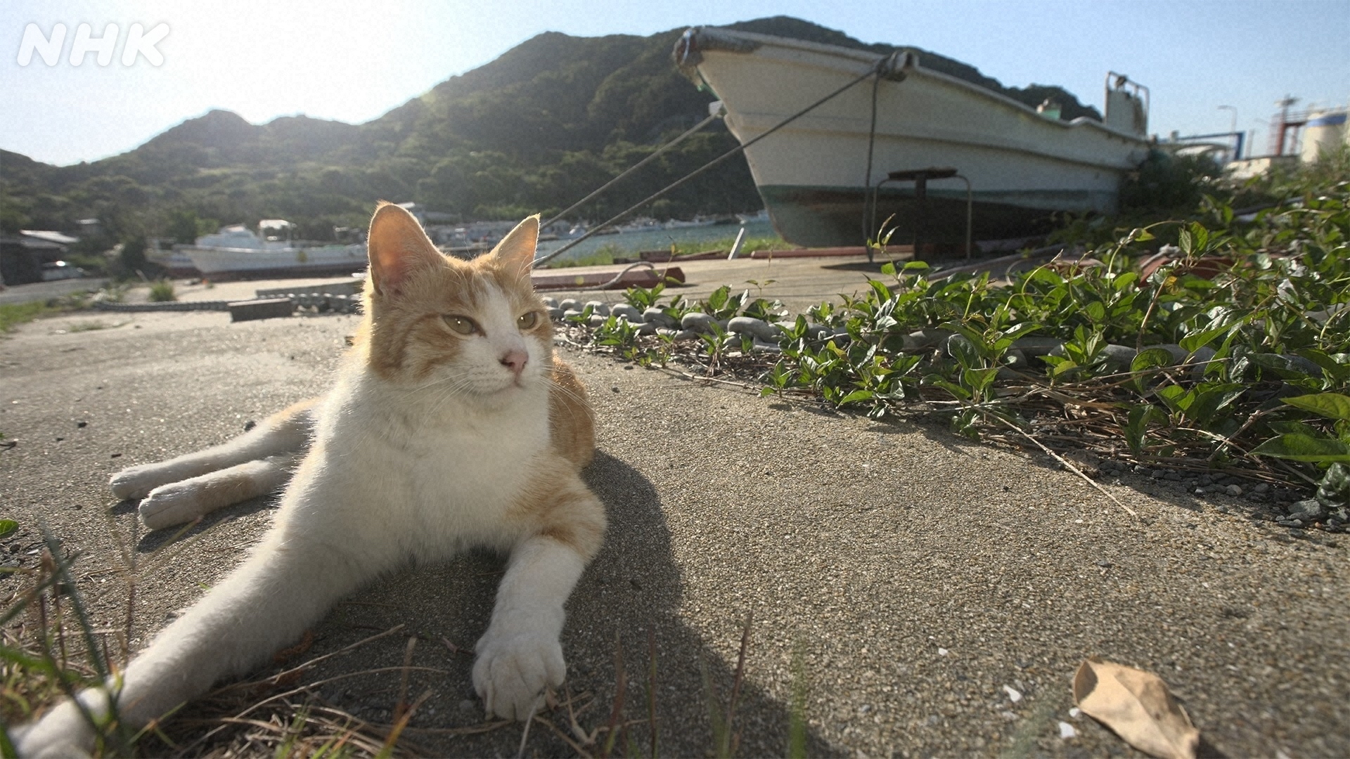 Nhk広報局 今週の岩合さん 見つけたﾆｬﾝに勝手に名前をつけたそうです 島や港 そして商店街へ あ 商店街には ケンカは弱いけど 面倒見の良いボスネコがいるらしいﾆｬ 岩合光昭の世界ネコ歩き 福岡 玄界灘 響灘 8 火 夜10 00 Bsp