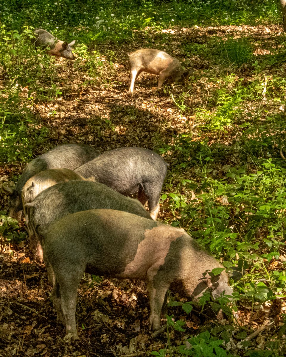 CastleHowardEst's tweet photo. Have you noticed our latest arrivals? Much of Ray Wood is smothered in brambles so we're using a traditional method of controlling them... pigs! Pigs rootling reduces some of the aggressive plants and will allow a greater diversity of flora. Spot the pigs next time you visit! https://t.co/QFT9z4J984