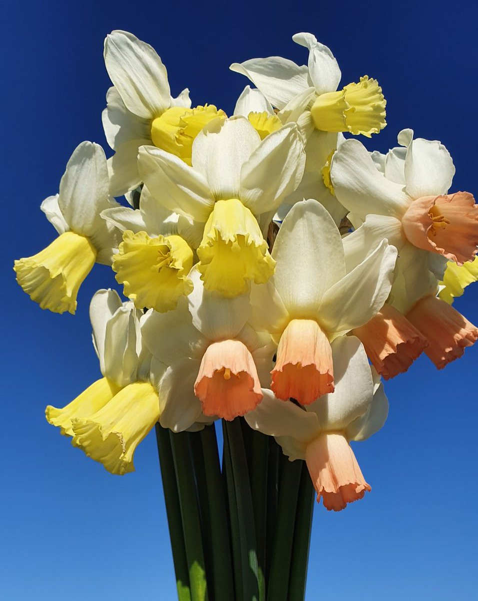 A nice mixture of Cyclamineus daffodils to start a new week. Enjoy!
#narcissus #flowerbulbs #Holland