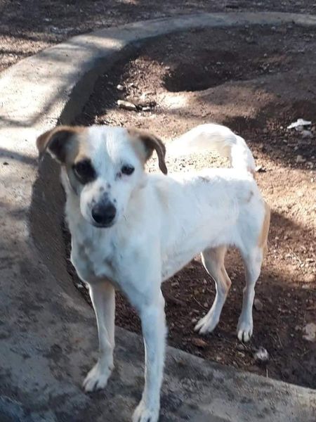 #LEAPS (@helpingthepaw) on Twitter photo Queenie is a petite little girl-stands just below the knee. She is 5yrs old,is sweet & lovable,likes other dogs,but not cats. Loves children & is an all round good little companion. Should you wish to adopt kindly contact Michell 083 734 7867 / michell@leaps.co.za. #AdoptDontShop Queenie is a petite little girl-stands just below the knee. She is 5yrs old,is sweet & lovable,likes other dogs,but not cats. Loves children & is an all round good little companion. Should you wish to adopt kindly contact Michell 083 734 7867 / michell@leaps.co.za. #AdoptDontShop