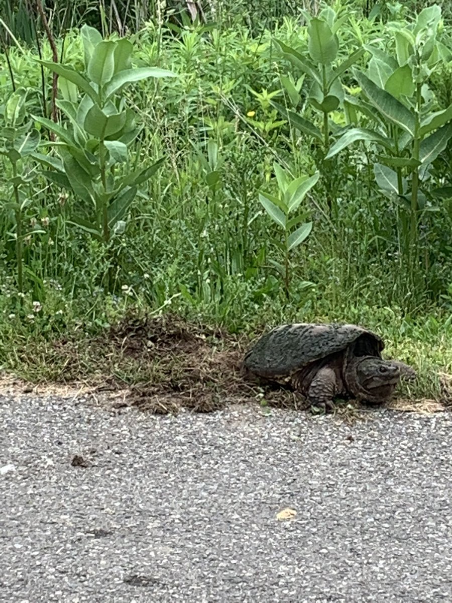 MRVictor97's tweet photo. Turtle nesting near Traver creek with good stand of milkweed on background @leslieparkgolf @A2Parks @a2NAP #nature #pollinators #audubonintl https://t.co/F4r4BTsMym