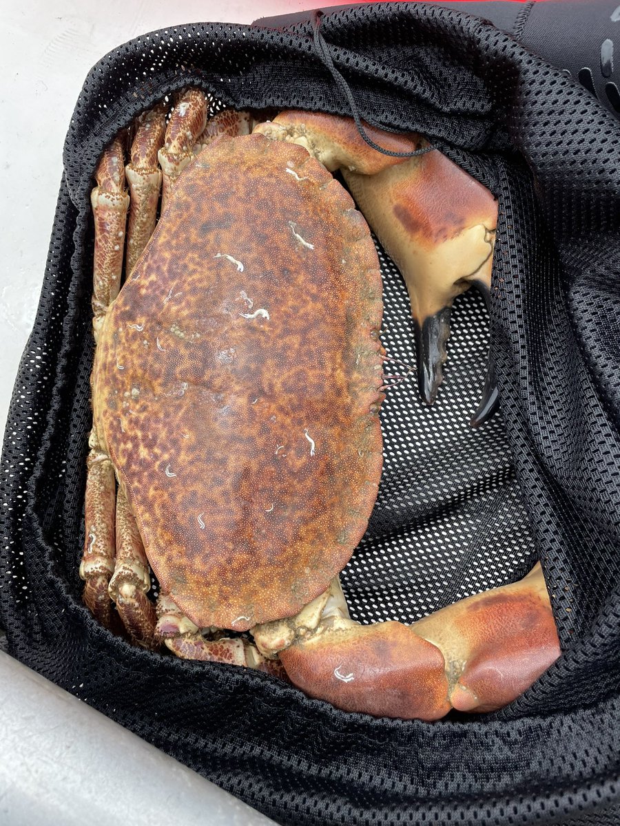 iamyourgasman's tweet photo. Say hi 👋 to Mr Crab yum yum #meandmyrEvo #UKdiving #ccrdiving #TDI #iantd #Dorset https://t.co/zSC6xqf7XN