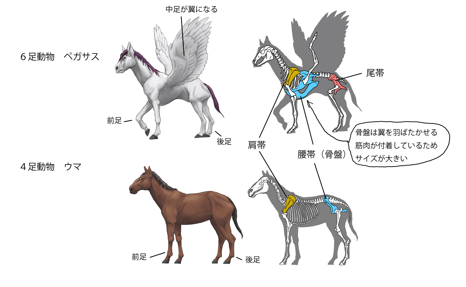 川崎悟司 幻想動物をリアルっぽくシリーズ ギリシア ローマ神話に登場する有翼の馬 ペガサス ６足動物で 前足と後足が 脚 腰帯 骨盤 から伸びる中足を 翼 に 変化させました T Co 3ipwzhiyqi Twitter