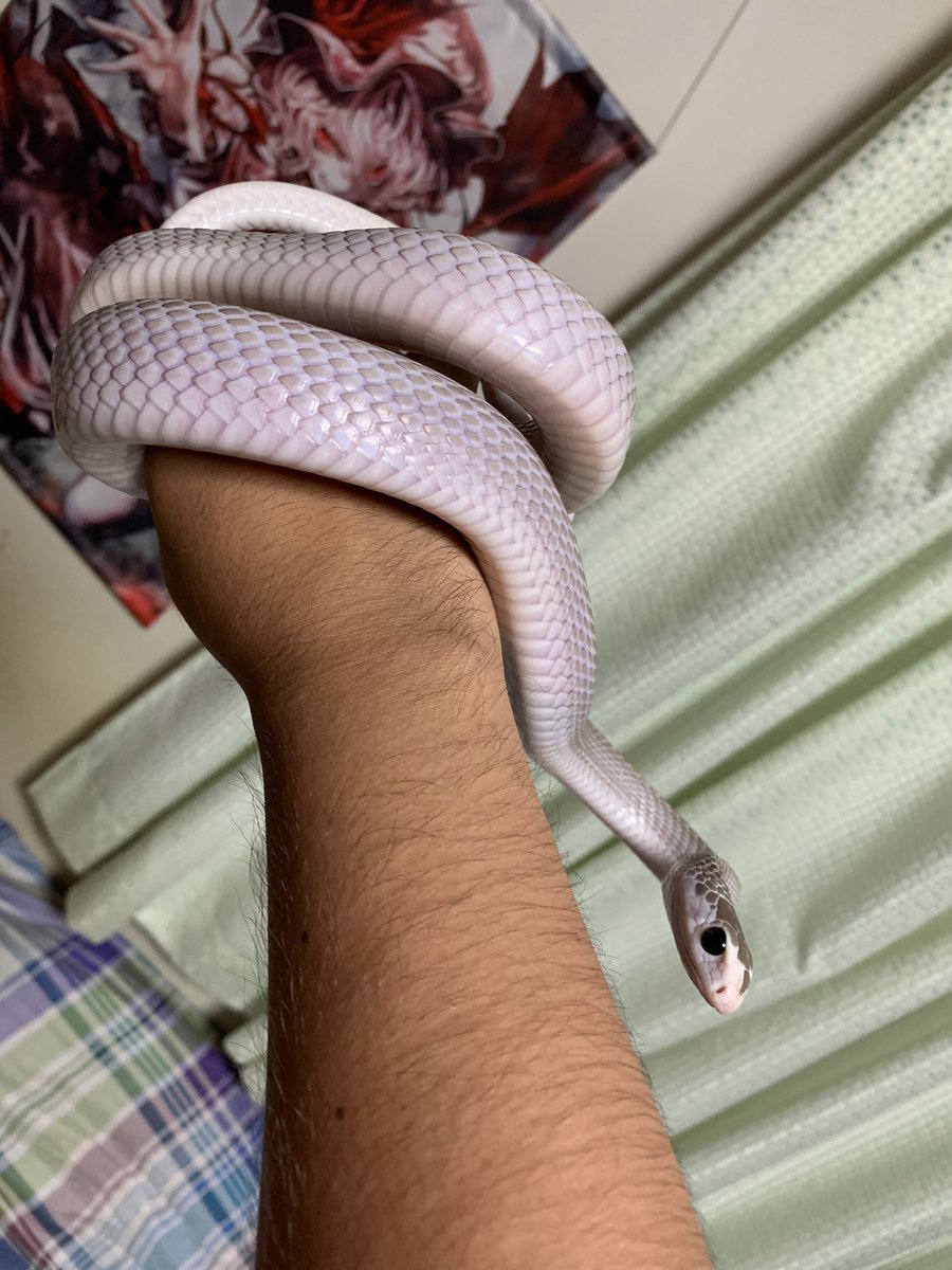 fukujutea's tweet photo. ナンダさん
#ナンダ
#orientalratsnake https://t.co/AvSh1w94gG