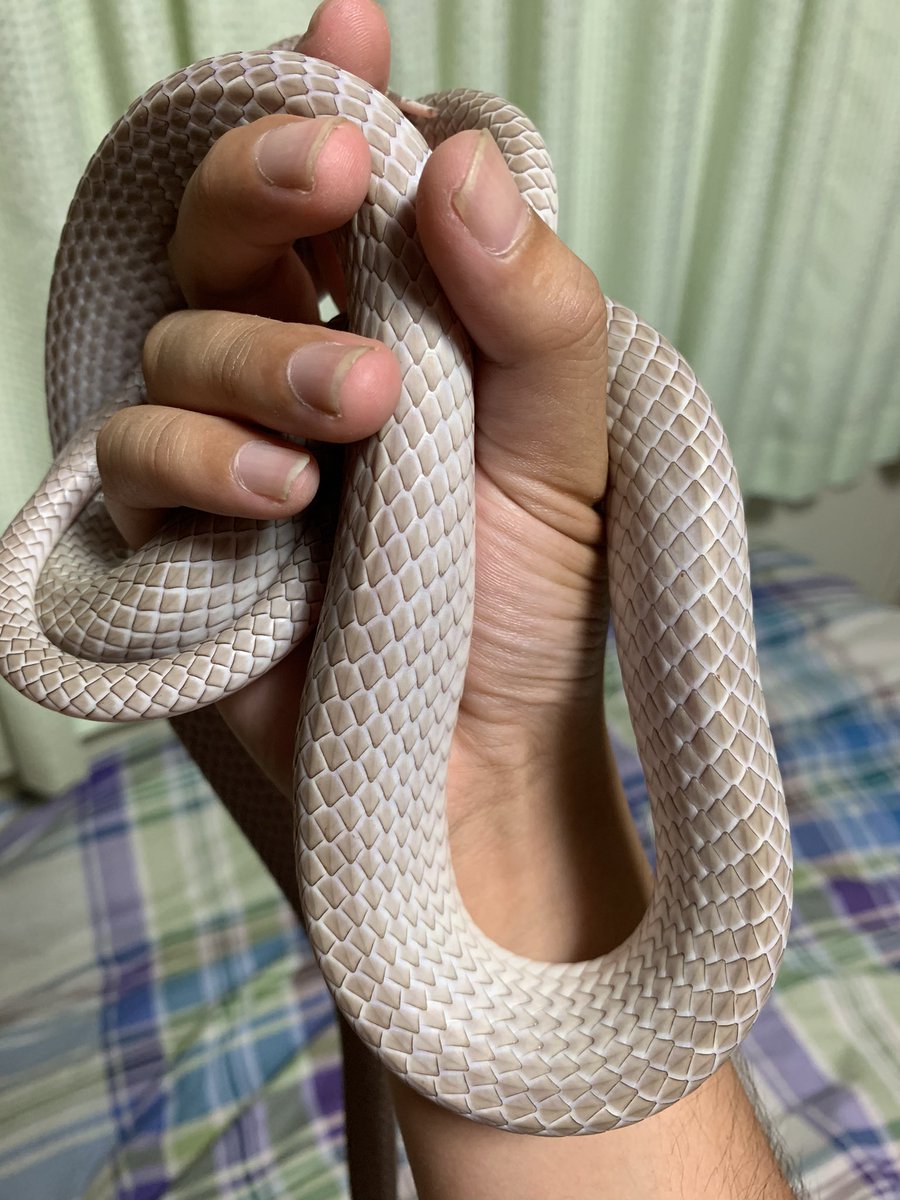 fukujutea's tweet photo. ナンダさん
#ナンダ
#orientalratsnake https://t.co/AvSh1w94gG
