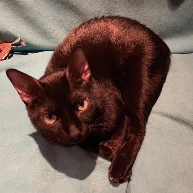 Albacore Tuna: Buggles’ expression pretty much says it all: “Don’t even think about picking me up and giving me a hug!” 🙀😼