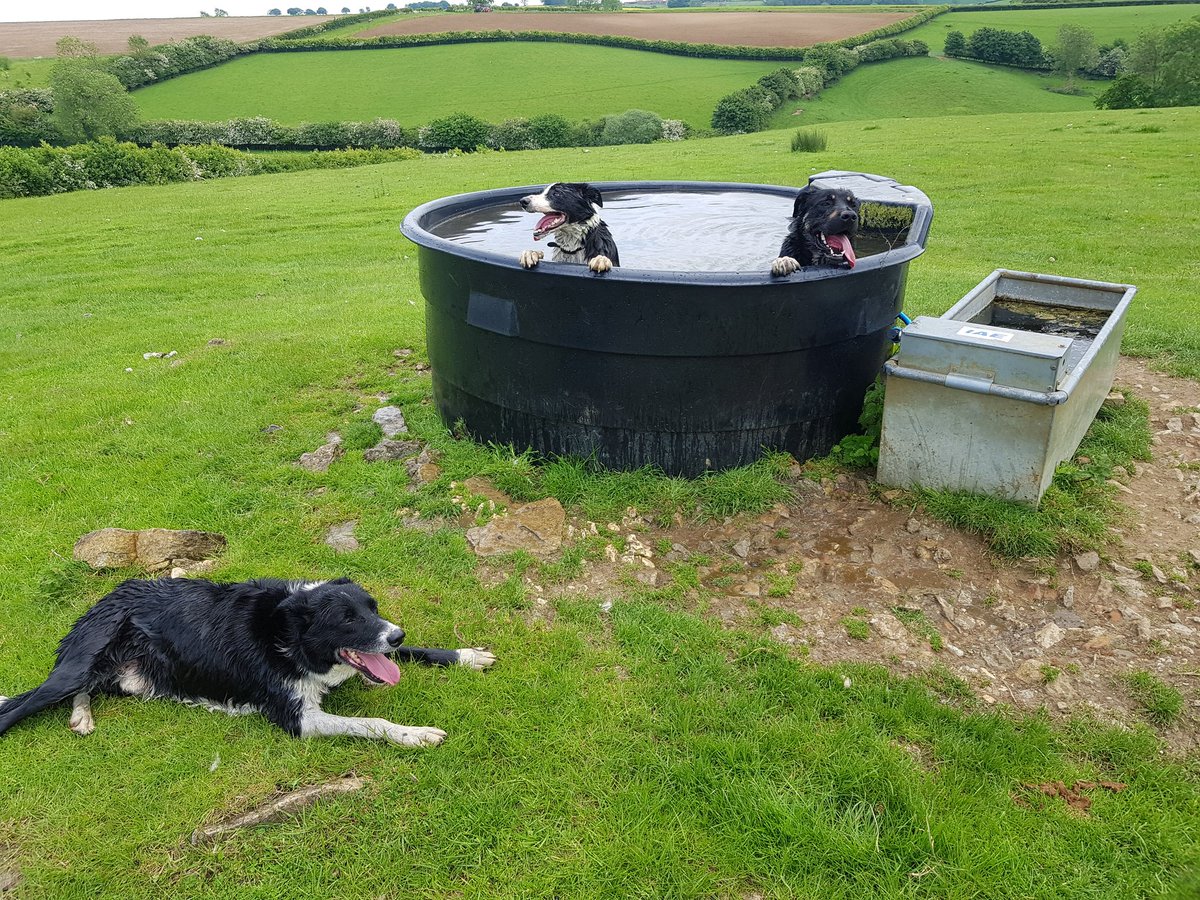 Dogs absolutely arrad after failed attempt at penning big drove of ewes and lambs. Back home for food, water and rest before second attempt 😅 Didn't think it was that hot 😂