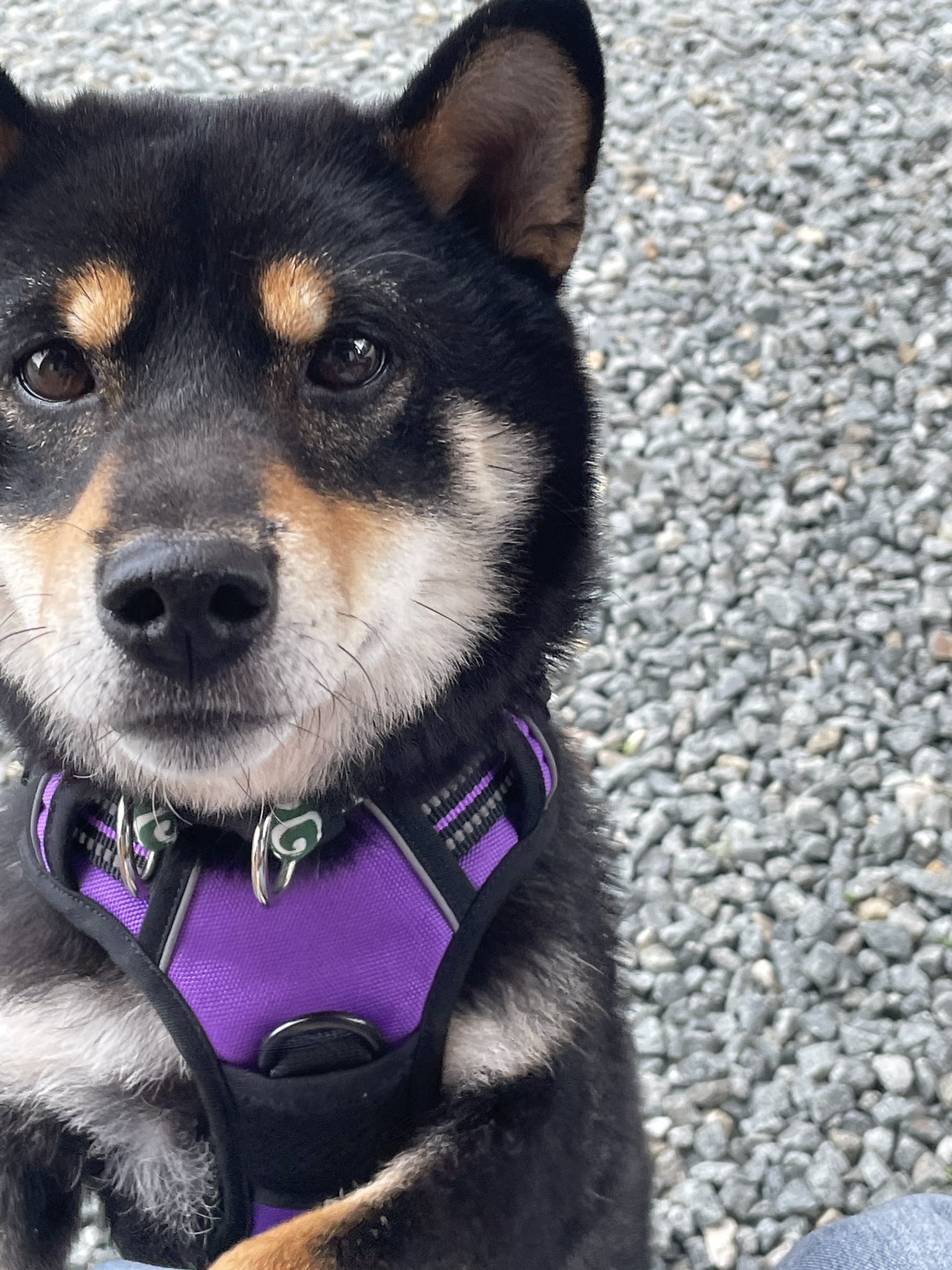 はなたん 保護犬柴犬めしうまと家づくりブログ めしうまのいたって真剣です 保護犬の黒柴めしうまさん 昨日から我が家に来てくれました エヴァ初号機みたいな色のハーネスとドロボー模様の絶妙なちょいダサ組み合わせでやらせてもらってます 真顔かよ