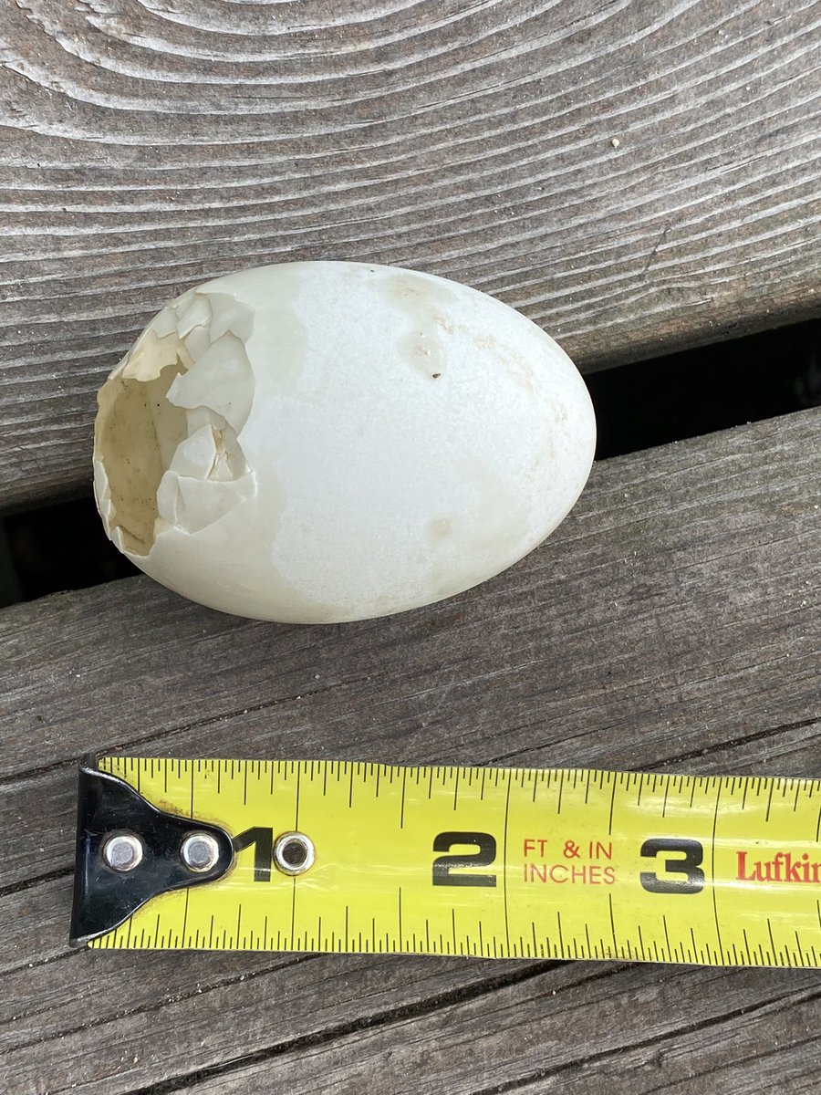 We found this in the lake. Near Algonquin park. 
About the size of a chicken egg