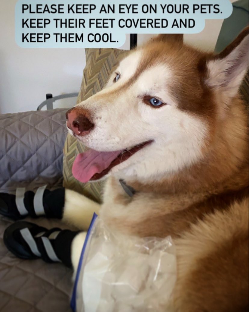LlcAnimal's tweet photo. REMEMBER…if it’s too hot for you then it’s too hot for them. 🔥🥵

#MakingPetsHappy
#AnimalAdventures18
#AnimalAdventuresCrew
#WhenYouAreAwayWeWillPlay
#dogs #dogsofinstagram #dogwalker
#toohotoutside #keepcool #husky https://t.co/HmG3e4pO3o