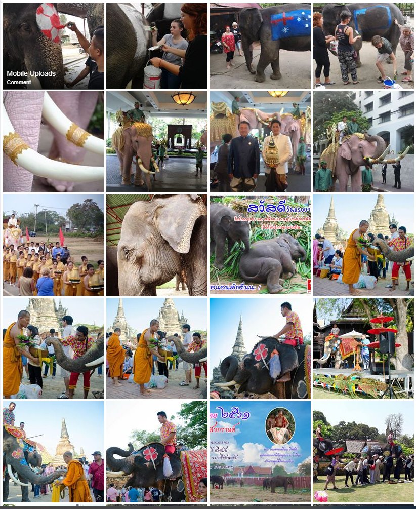 rethinkcaptive's tweet image. Please do your homework!

Elephantstay is problematic for so many reasons (e.g., elephants made to paint, perform, are painted &amp;amp; paraded, ridden, chained, forced to breed, &amp;amp; used for profit by selling ivory &amp;amp; tail hair). 

#Elephantstay is NOT A SANCTUARY, NOR IS IT ETHICAL!