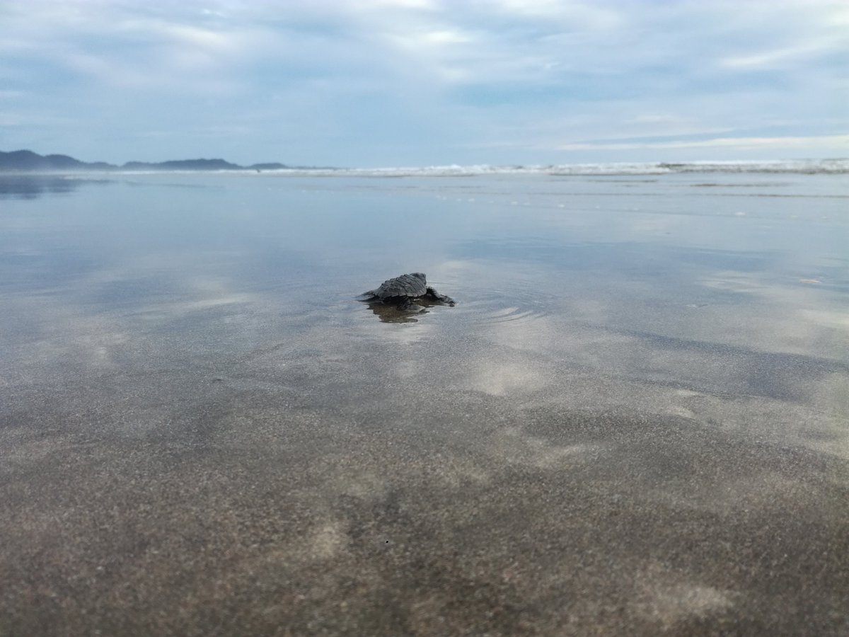 There are more of these arriving daily than tourists on #PlayaSanMiguel at this time of year! #Travel to #CostaRica and step #offthebeatenpath at #CristalAzul #FamilyTravel #wanderlust #beachvibes #privacy #travelphotography <a href="/costaricatravel/">Costa Rica Guide</a> <a href="/PretomaCR/">Pretoma</a> #wildlife #wanderwisely