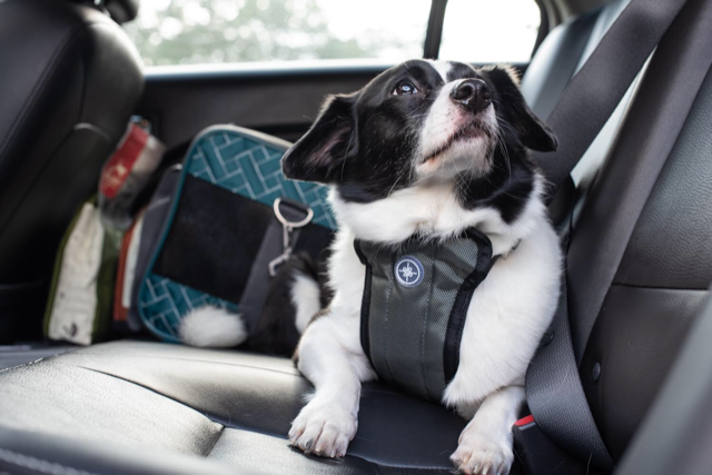 TennesseeEMA's tweet photo. Traveling with your pet this summer? 
✅ Secure your pet in a carrier, harness or crate
🚫 Never leave animals alone in a car
✅ Include pet first aid supplies in your emergency kit
Learn more: https://t.co/x27qGboyeS

#SafeTravels #PetPreparednessMonth https://t.co/gbjs2CIdpJ