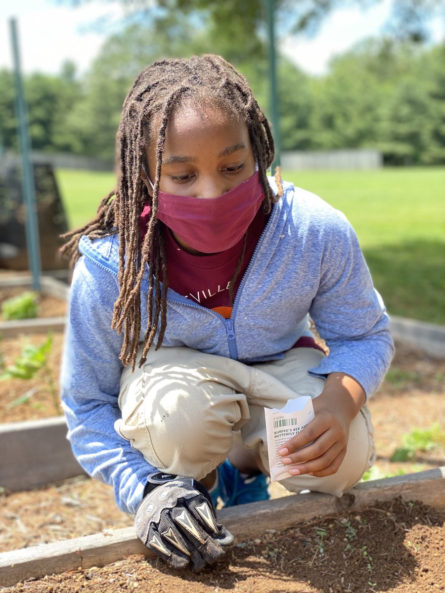 BvilleSchool's tweet photo. Our #5thgrade students are hard at working clearing and restoring the Barnesville #FlowerBeds 🌸 after a year of shutdowns.

Students chose to plant a special mix of flowers for butterflies, including milkweed!

Hopefully, the garden will attract many new fluttering visitors 🦋! https://t.co/0X0GrSB4bK