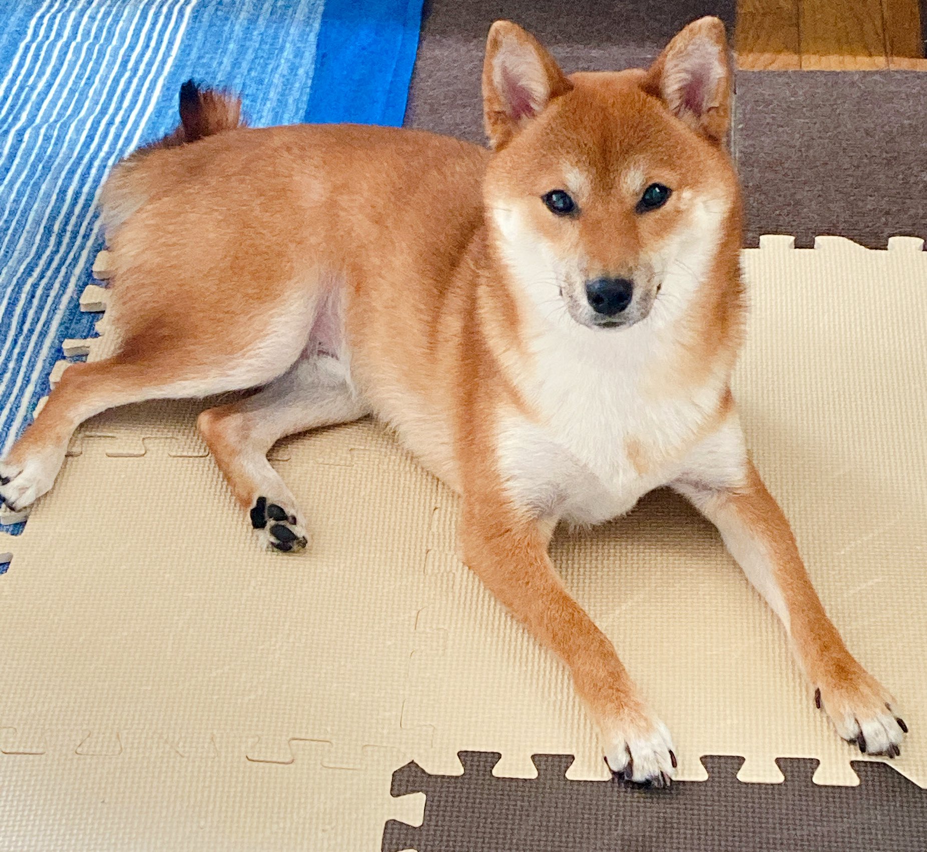 キツネ顔柴 Twitter Search Twitter