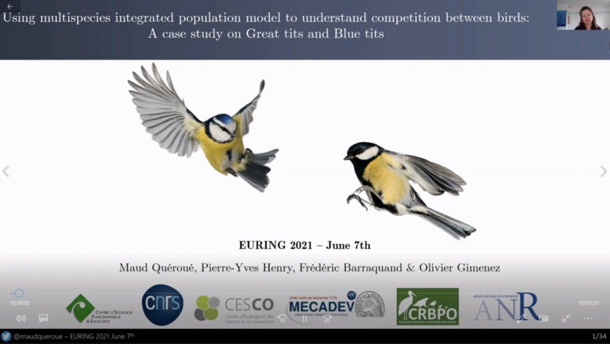 oaggimenez's tweet photo. 🐦🌲 And @MaudQueroue is unstoppable, now she's giving a talk at @_EURING about using multispecies IPM to infer competition betwen blue/great tits - stay tuned for more soon #CRBPO @Le_Museum @UMR_MECADEV @FredBarraquand https://t.co/KaKCqcwIag