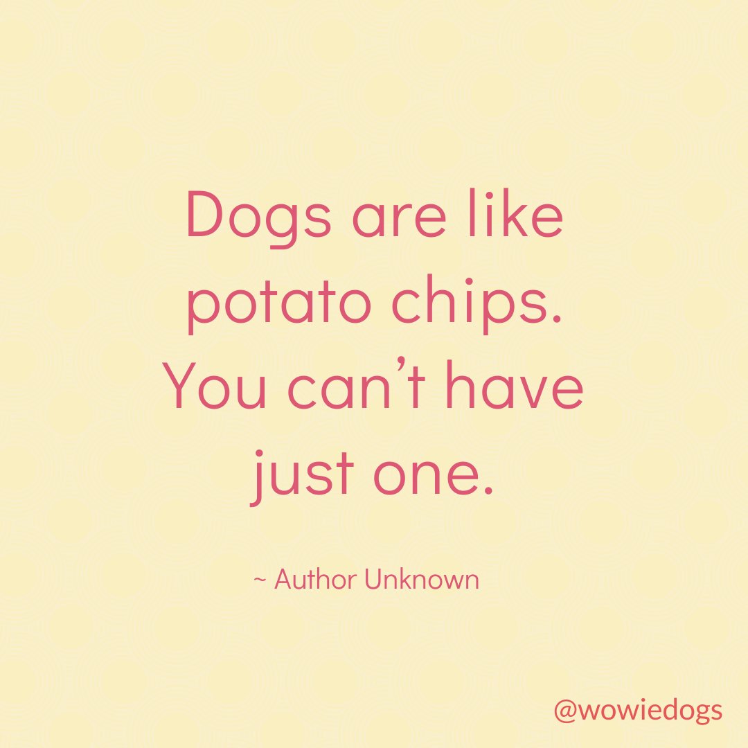 wowiedogs's tweet photo. And they don't even have calories, so it's a win-win!! π₯° β€οΈ
πΎ
#doglove #gooddog #quotes #dogquotes #quotestoliveby #dogs #wowiedog #wowiedogs https://t.co/0ILnxQ8CqK