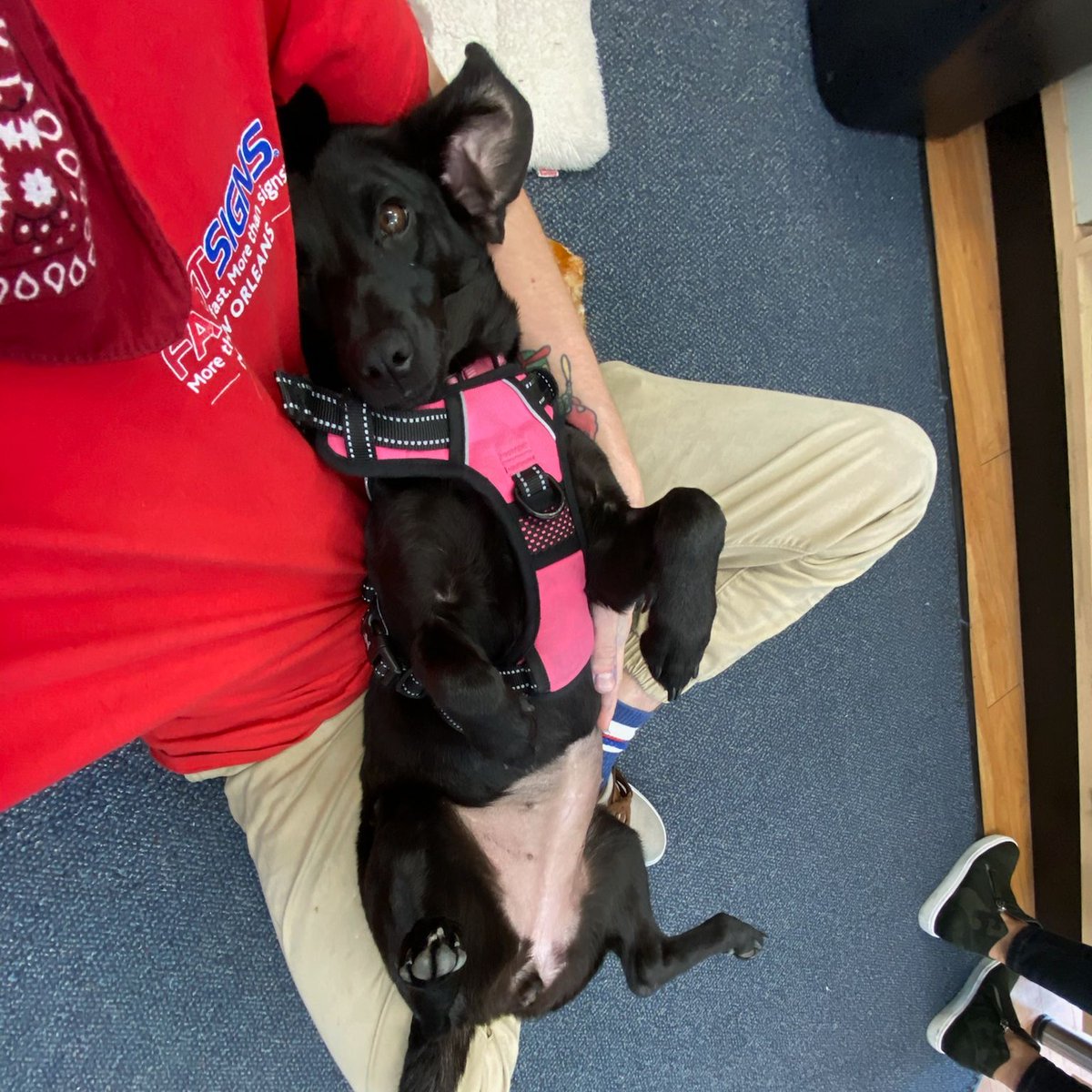 FastsignsNOLA's tweet photo. Mondays are ruff. So here is a little pup-love to brighten up your morning! https://t.co/qvyMwFnmF7