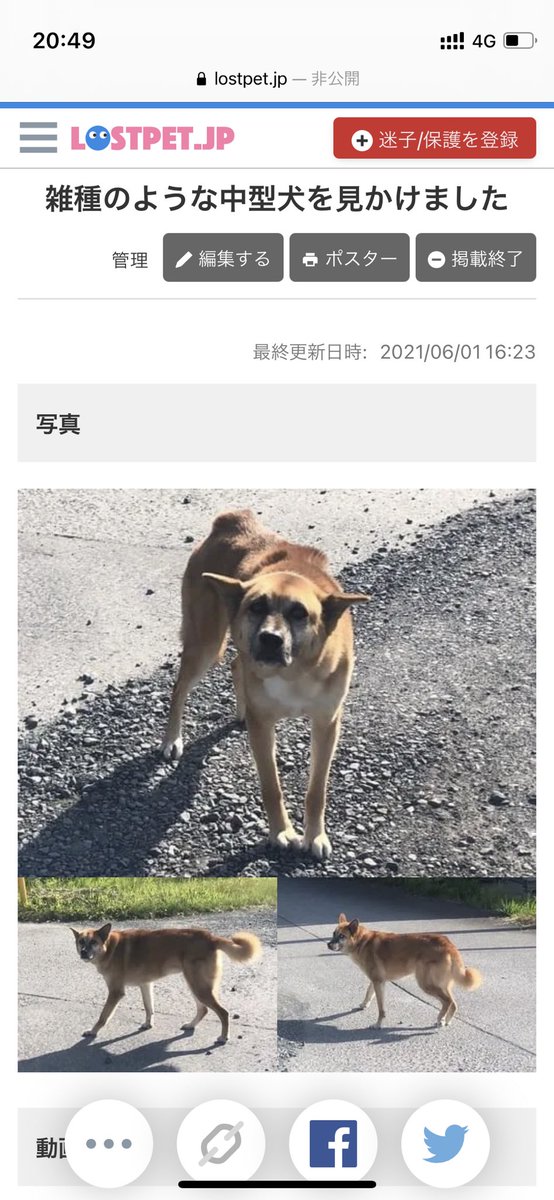 bnn008's tweet photo. 茨城県ひたちなか市稲田あたりで、すうちゃんにとてもよく似た犬が目撃されました！！同じような犬を見かけたら、教えてください😭よろしくお願いします😭😭😭

#茨城県 #迷い犬 #ひたちなか市 #水戸市 https://t.co/mm1JyfWD5E
