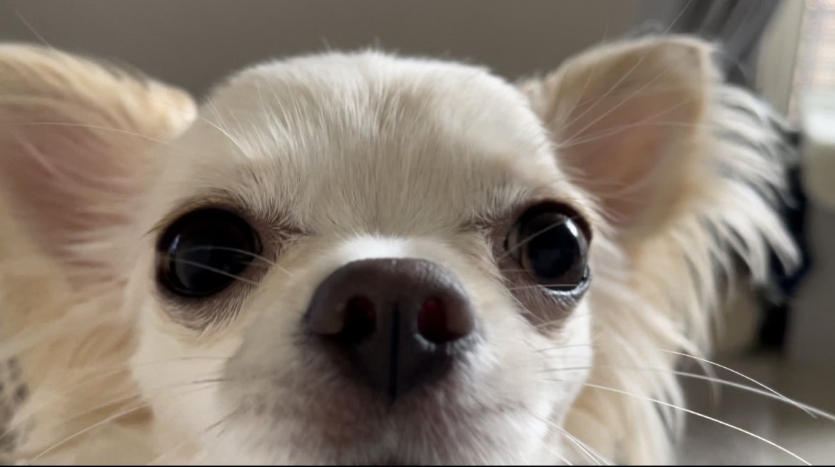 こはく チワワ 09kohaku Twitter