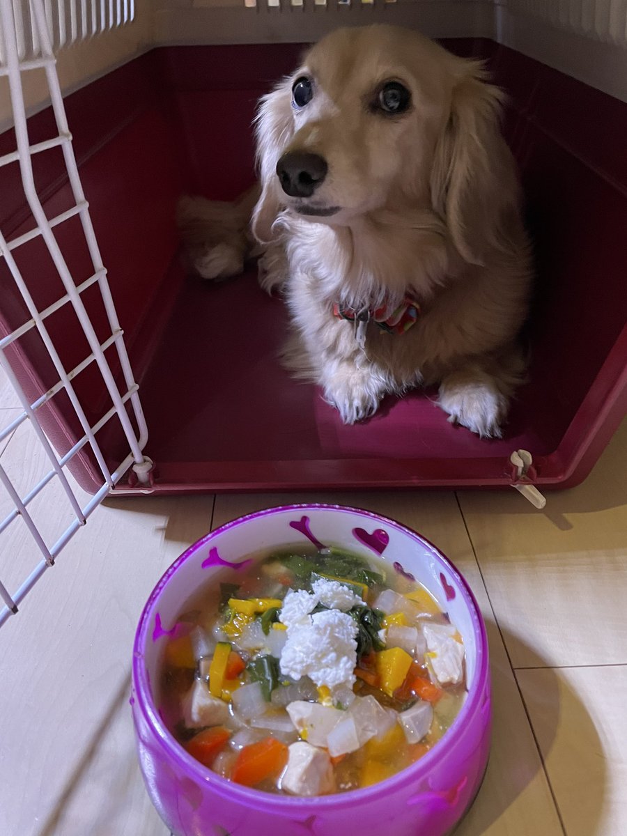 ট ইট র Kyoko 今夜の手づくり犬ごはん ささみ 大根 パプリカ ほうれん草 かぼちゃ マッシュルームです トッピングは生姜パウダーと カッテージチーズ リオン 早く良くなってね 手づくり犬ごはん