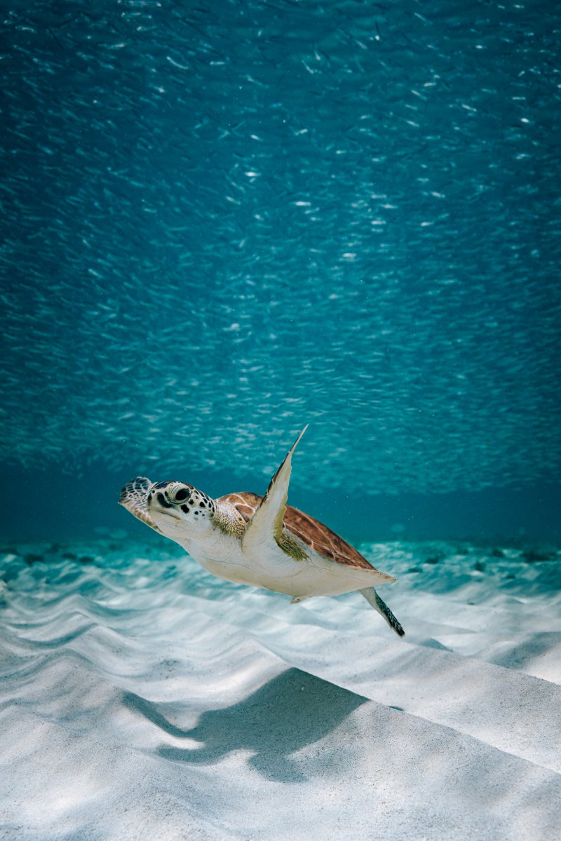 aruba's tweet photo. Here’s a few ways you can help protect our 🐢 friends so they can thrive in their habitat:​

​Make sure lights are turned off at night​
Don’t litter on the beach​
Remove obstacles to ensure a clear path​
Watch nesting from a distance​

 #YourHappyPlace https://t.co/cIajjprBgn