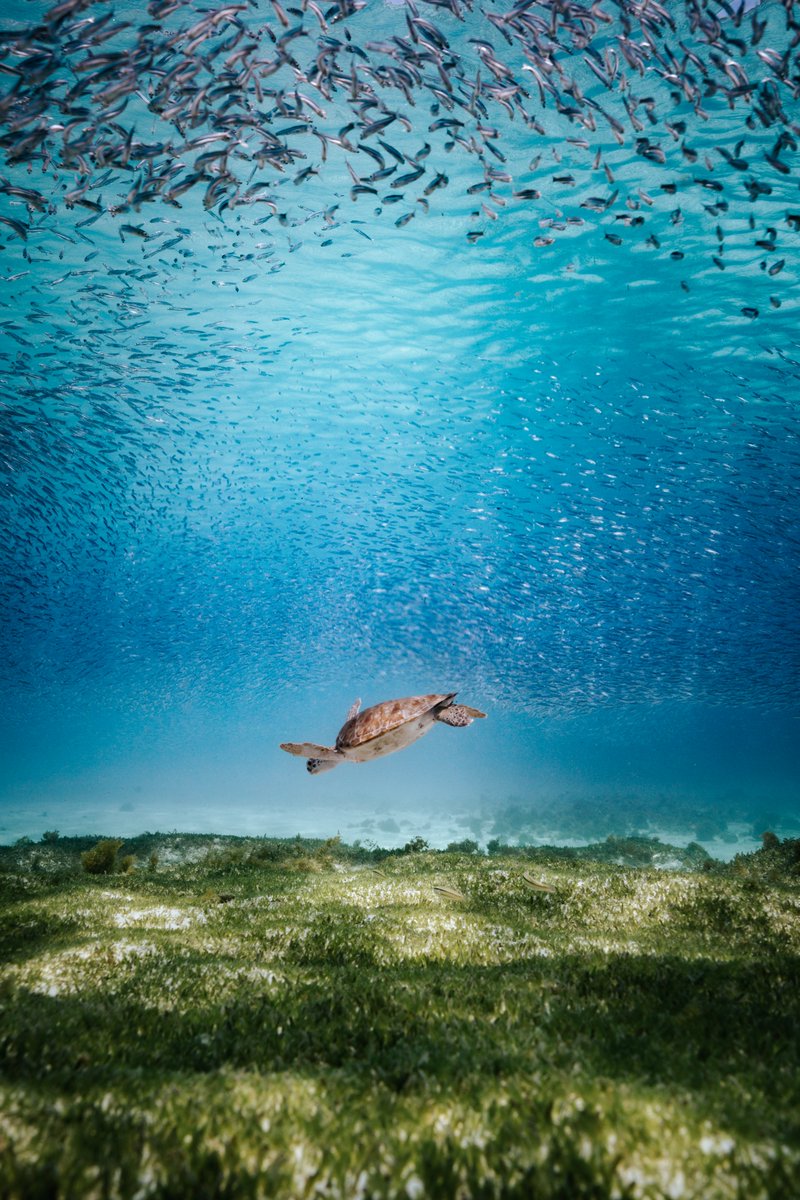 aruba's tweet photo. Here’s a few ways you can help protect our 🐢 friends so they can thrive in their habitat:​

​Make sure lights are turned off at night​
Don’t litter on the beach​
Remove obstacles to ensure a clear path​
Watch nesting from a distance​

 #YourHappyPlace https://t.co/cIajjprBgn