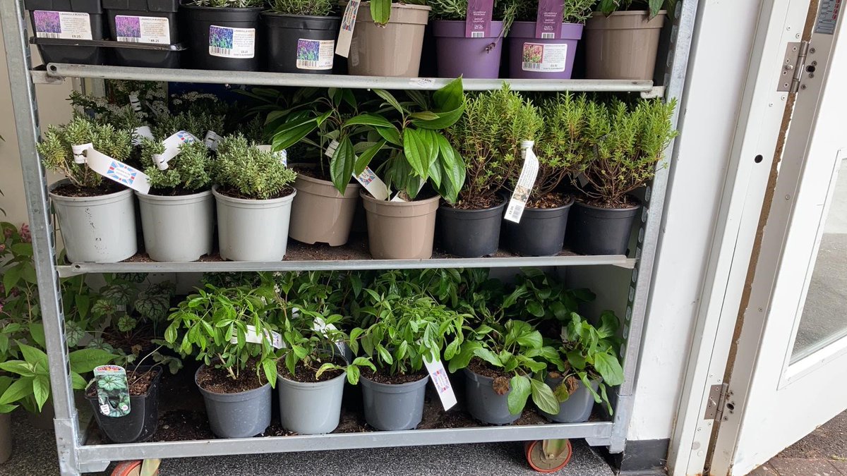 🍃 New Arrivals! 🍃

Our new selection of plants have arrived this morning! Perfect to brighten up your garden and enjoy the sunshine! 🌻

ℹ️ Pick up in store from today!