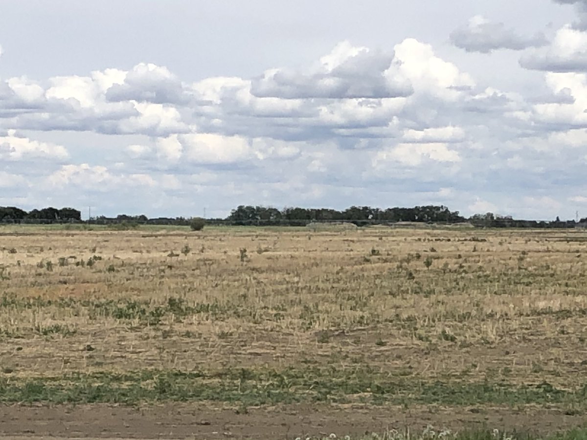 rossmckenzieAG's tweet photo. The 200 ac of prime irrigated land in these photos is a weedy mess. The land near Lethbridge is owned by AB Agriculture. It was used by many AB Ag researchers that were terminated last yr. Now-the land is weedy, idle &amp; unused. How have these changes been beneficial to AB farmers? https://t.co/JAosDPQte4