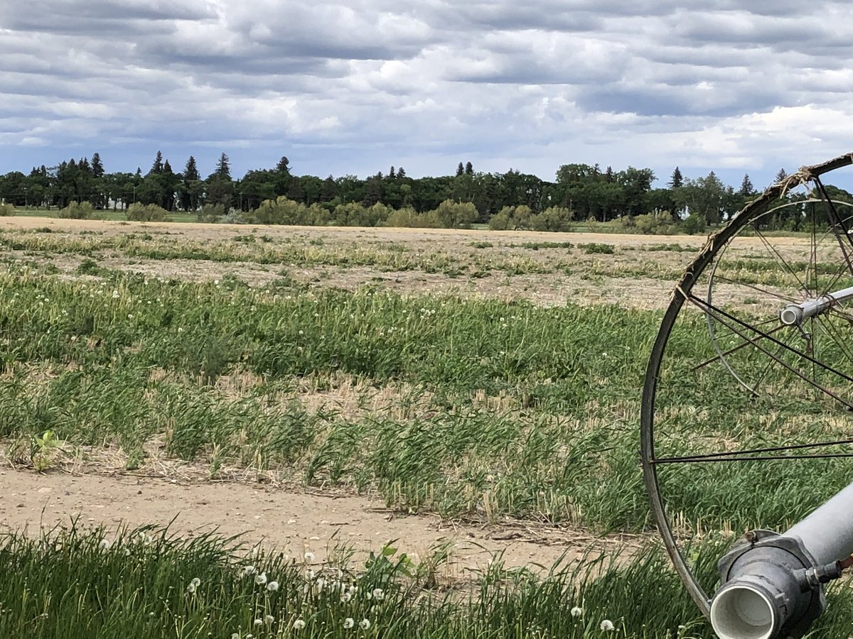 rossmckenzieAG's tweet photo. The 200 ac of prime irrigated land in these photos is a weedy mess. The land near Lethbridge is owned by AB Agriculture. It was used by many AB Ag researchers that were terminated last yr. Now-the land is weedy, idle &amp; unused. How have these changes been beneficial to AB farmers? https://t.co/JAosDPQte4