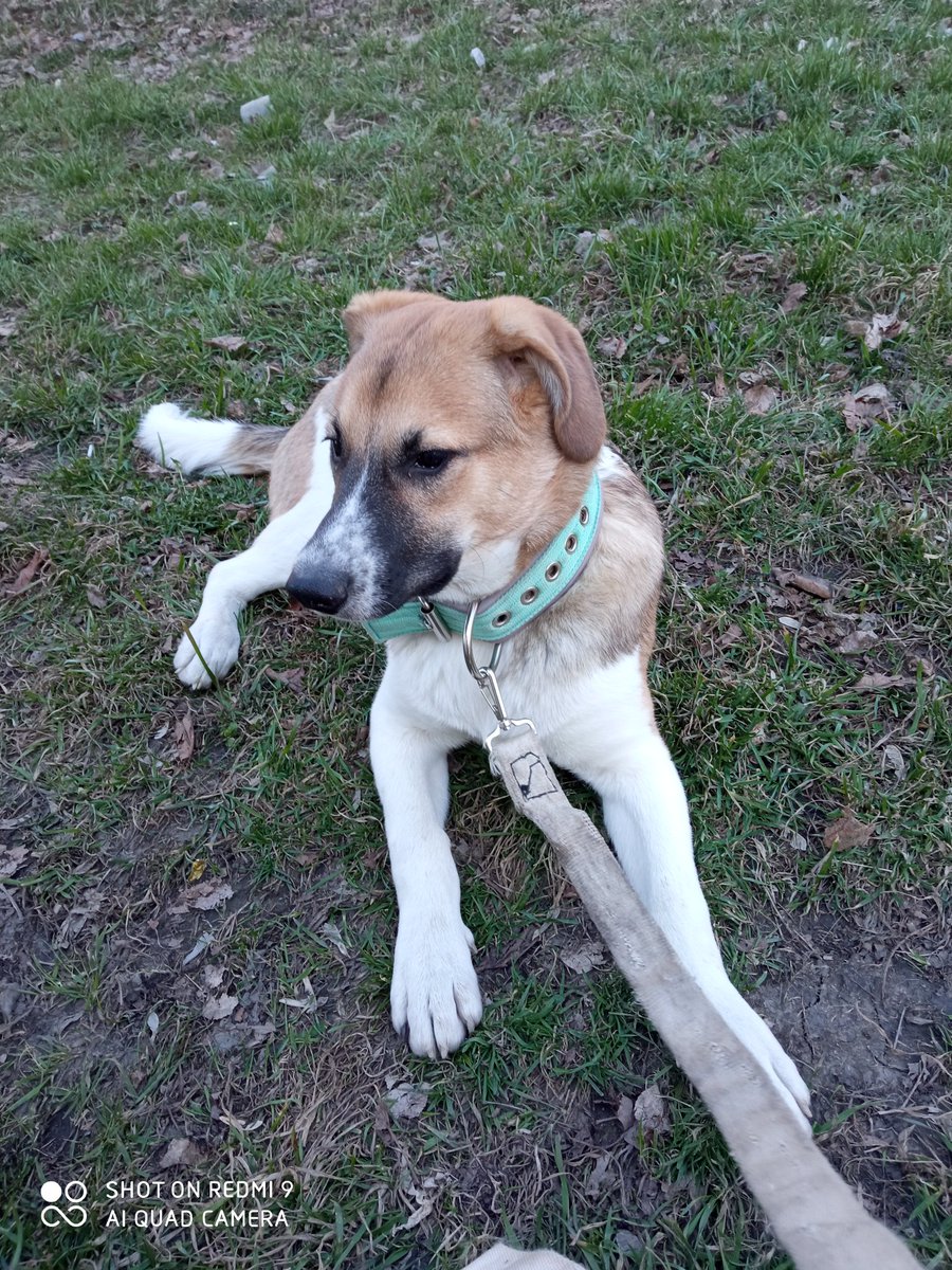 LilAnna1337's tweet photo. @dragon_bleeding UwU look at that good dog! My good boi still don't want to go home and just lying in shadow https://t.co/nxuHlW692P
