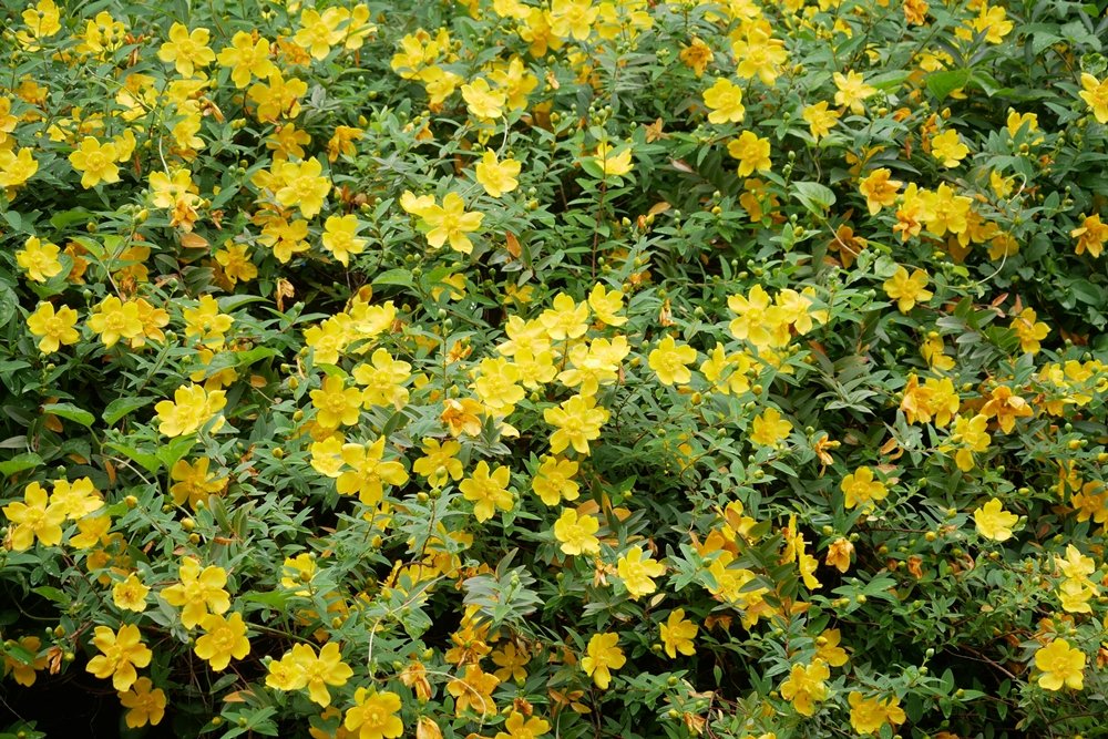 ヒペリカム ヒドコート Twitter Search Twitter ヒペリカム ヒドコート Twitter Search Twitter