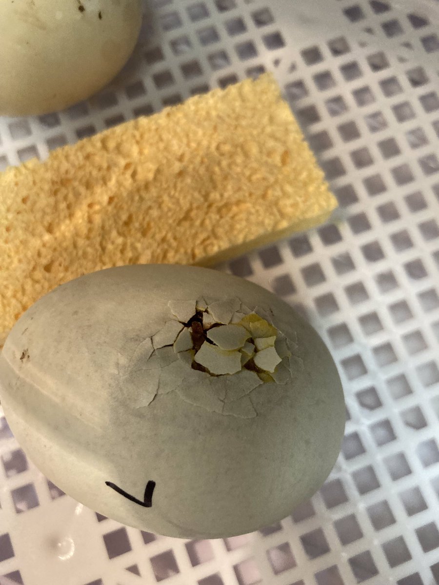 Hopefully there will be a duckling later today or tomorrow morning! <a href="/CopperHillES/">Copper Hill</a>