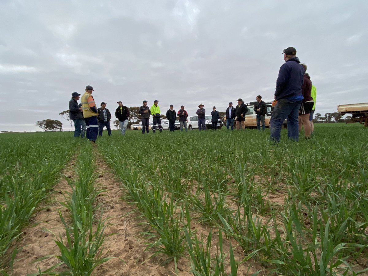 David Pfeiffer tweet media