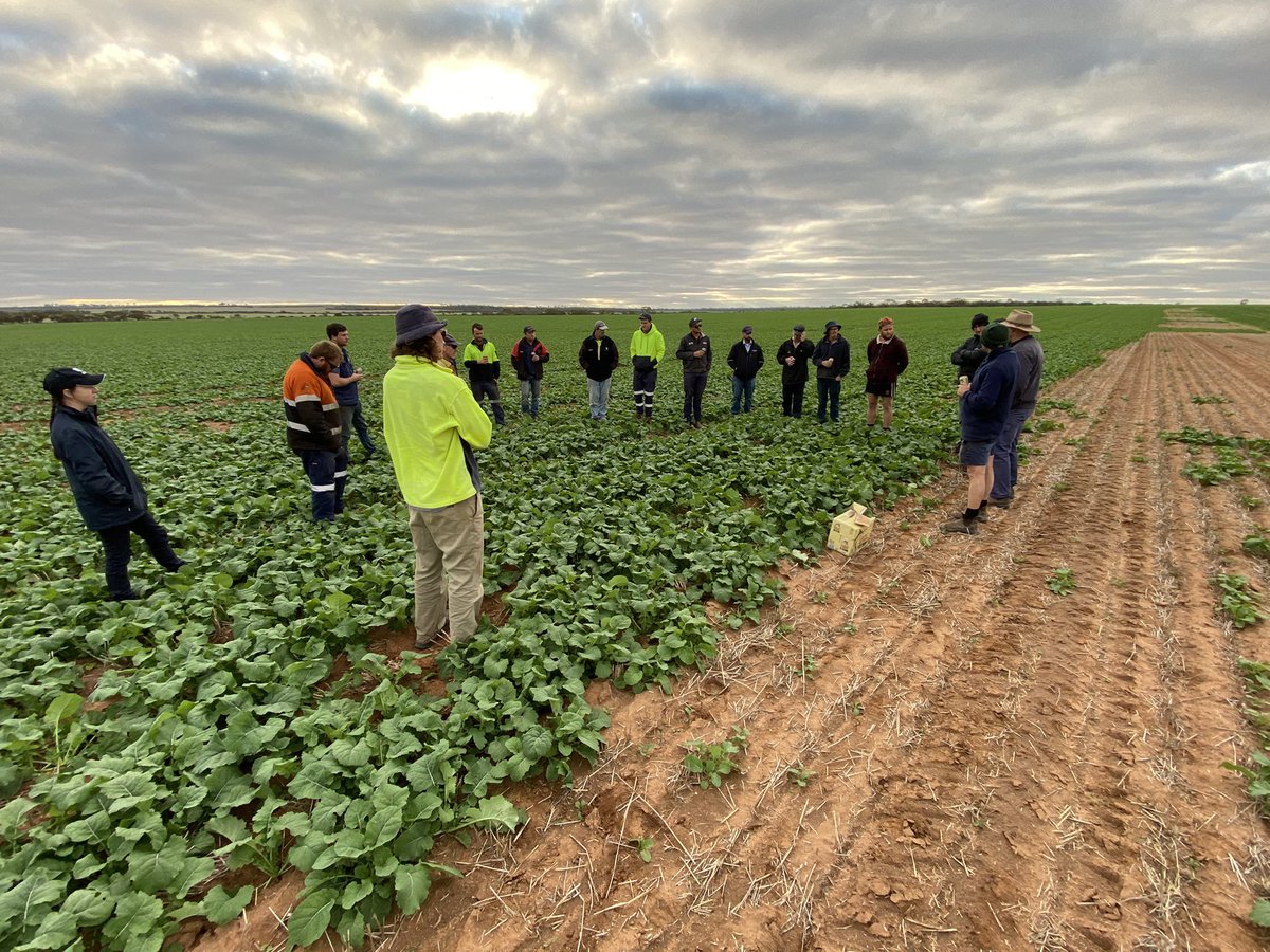 David Pfeiffer tweet media