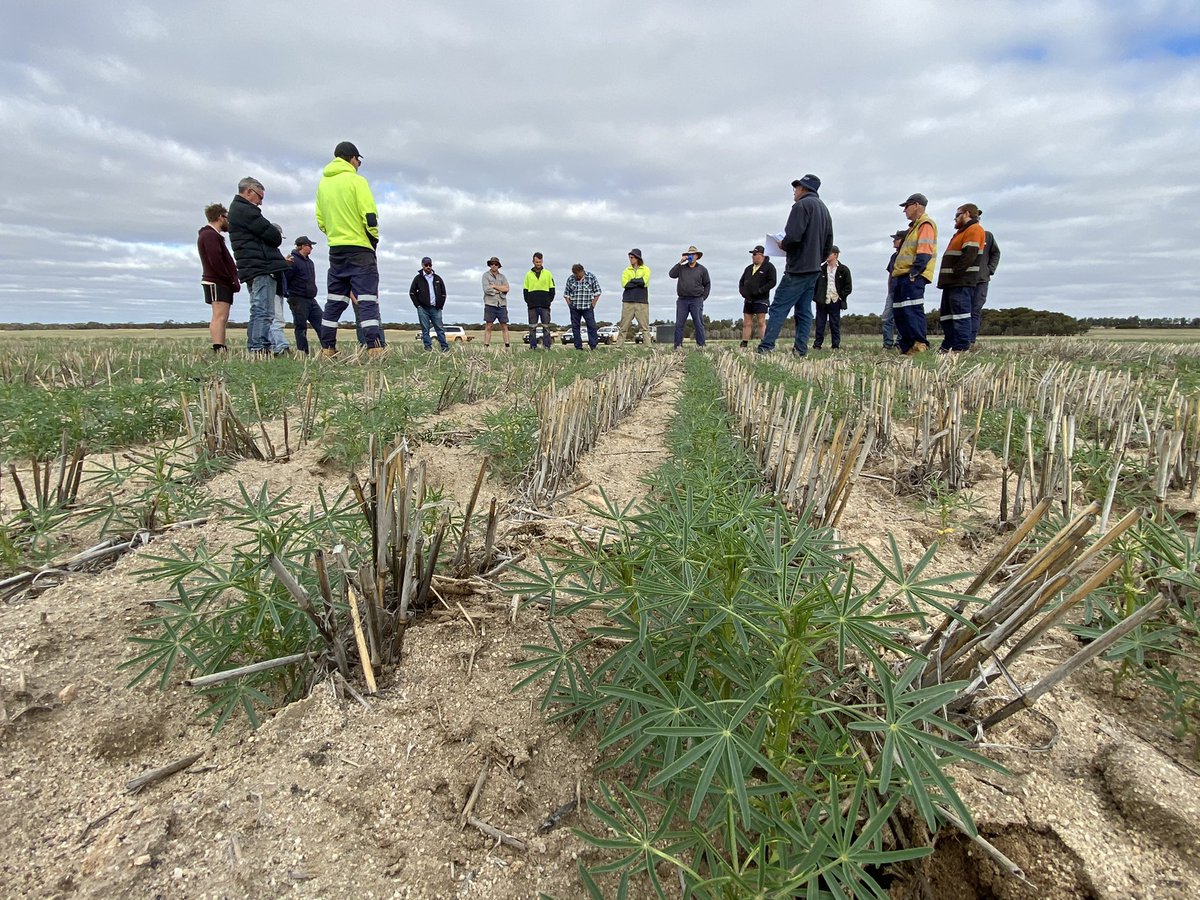 David Pfeiffer tweet media