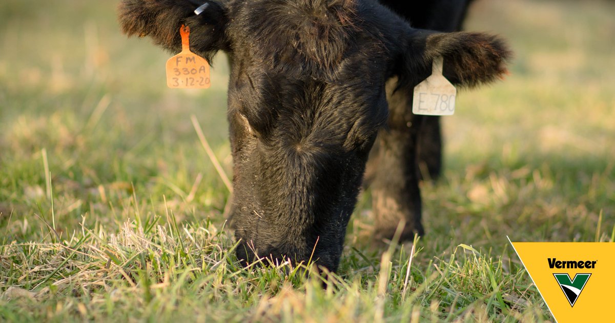 Allowing herds to continuously graze one spot can result in lower yields and poor nutrition when grasses are not given enough time to grow. SOLUTION: Try rotational grazing. bit.ly/3v0UwYa