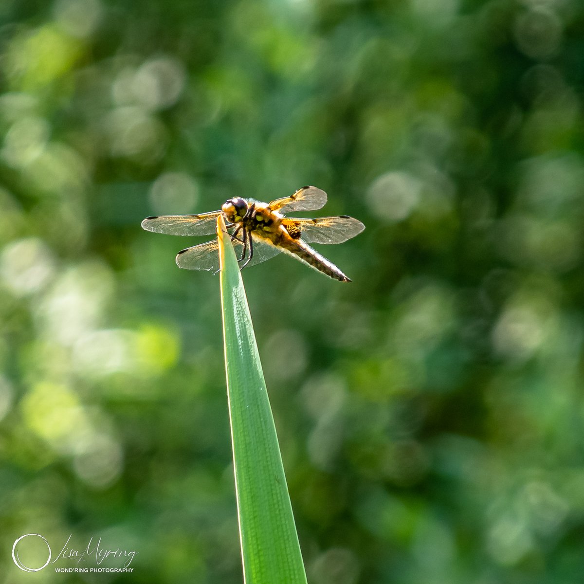 lisamyring's tweet photo. "Resting Dragonfly" by Lisa Myring
Stotfold Watermill
June 2021
Pentax K-S2
#Shallow Depth of Field, #Stotfold Watermill, #Yellow, #Green, #Bokeh, #Dragonfly https://t.co/vh37Cdckrr