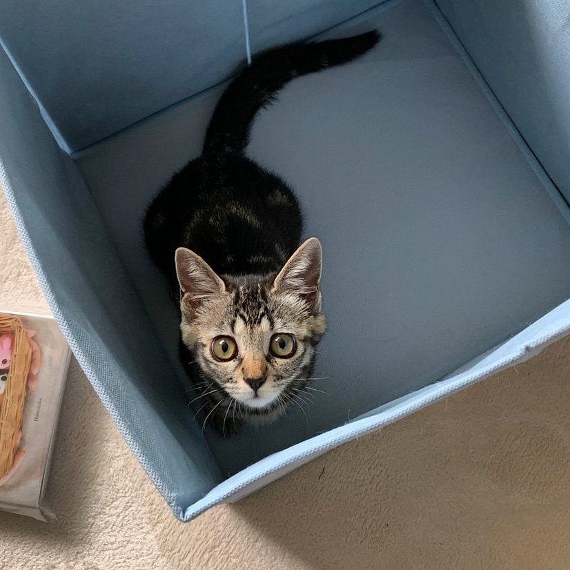a cat in a box
箱入り娘

#loveit #猫のいる暮らし #猫好きさんと繋がりたい #CatsOfTwitter