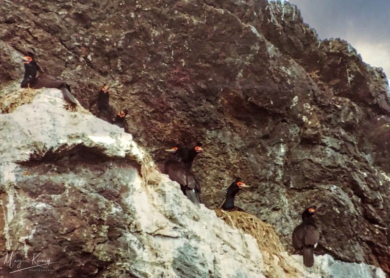 mkmargie's tweet photo. Cool weather π #Alaska trip Part 5 photos: Birds on the #islands in Kachemak Bay, Homer Alaska - smaller photos of Crested "Tufted" #Puffin (the mullet look?), Red-faced #Cormorants 7, & #Murres.β°οΈποΈπ¦
π¦ Chigmit & Aleutian Mountains across Homer Spit and Cook Inlet. https://t.co/6N0I3T7hZ6