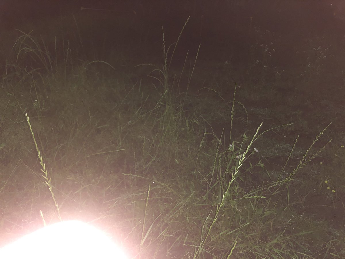 久々のツイートでわかったけど写真撮るセンス無さすぎるな。安定の公園で✋