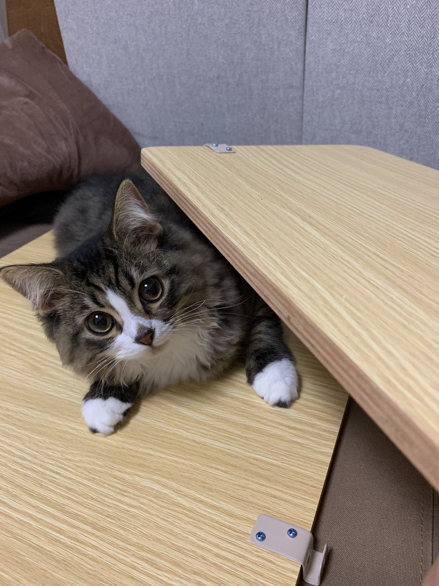 マンチカン子猫