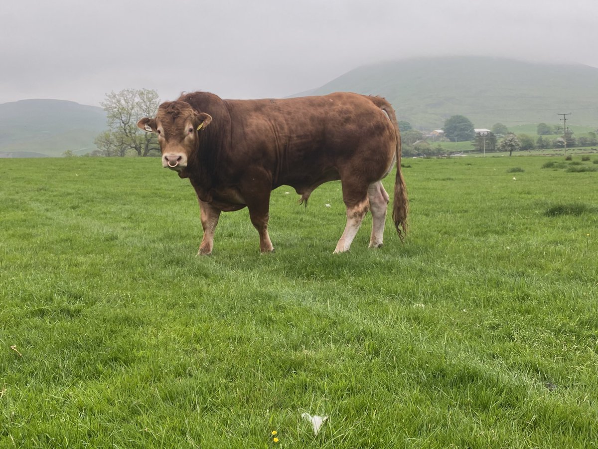 Bit of a murky day - shame really as that back drop is stunning on a clear day.
