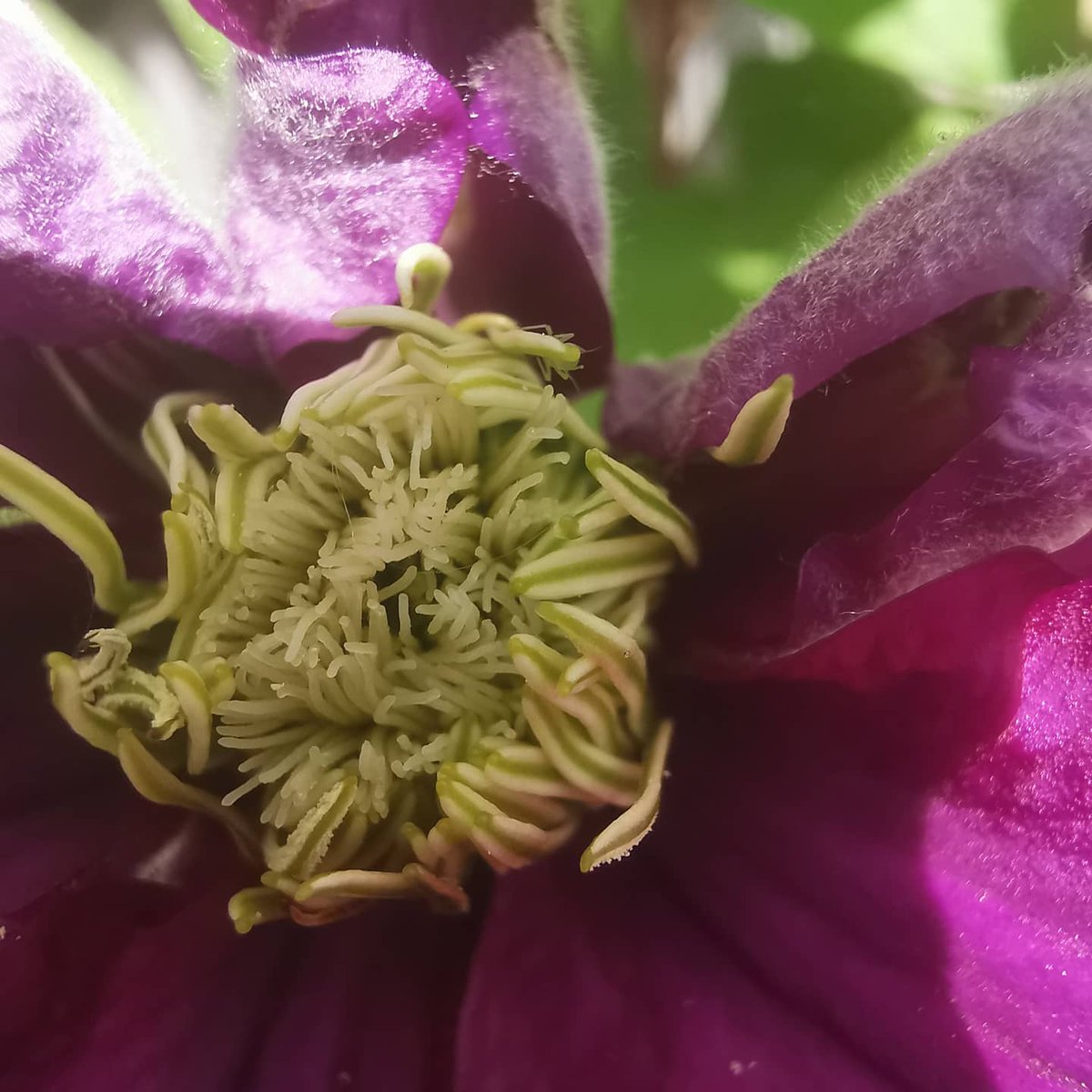 Loving this gorgeous #clematis as are the bees🐝🐝🐝

#bees #Summer2021 #clematis #FlowerHunting #Mondayvibes